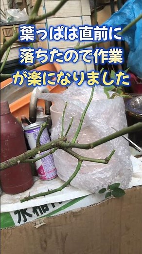 【#園芸 660カメ】つるバラ［アイスバーグ］の剪定・植え付けをやりますぞい！😭 🐢「このバラでつるの基本でも勉強しろや？おぉん!?」 【庭の大開拓時代】