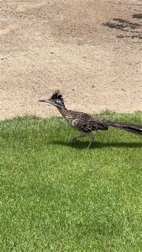 Encounter with a Road Runner in Real Life | Los Cabos Mexico