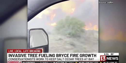 Invasive salt cedar trees fueling wildfires in southern Arizona