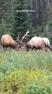 Colorado Adventures on Reels