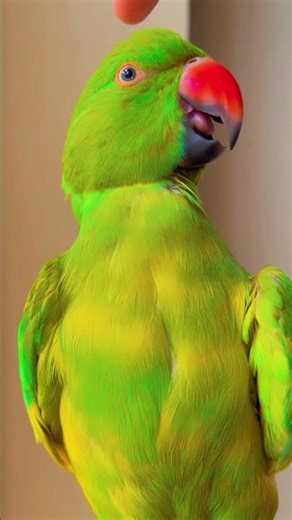 copy cat mittu billi jaise bolti hai #greenparrot #parrot #parrotlover