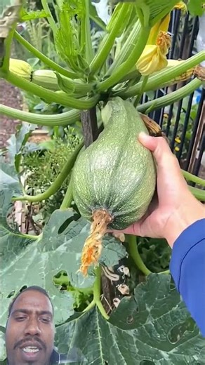 harvest zuccini from home garden #gardening​ #farming​ #farmer​ #agriculture​ #satisfying​