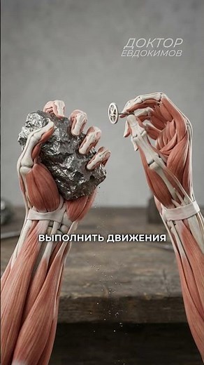 Why is the thumb the most important?