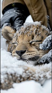 Scientists Discover Intact Saber-Toothed Cub in Alaskan Ice #sabertooth #cub #Alaska | Most Amazing ELITE