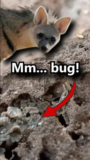 Aardwolf Facts: TERMITE EATER 🐛Animal Fact Files #animalshorts #animals