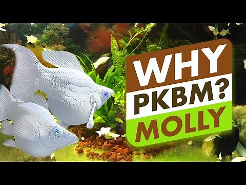 Top 5 Reasons to choose PBKM Molly fish.