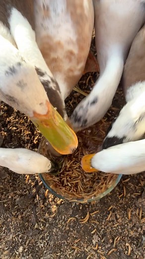 Demolished in 0.5 seconds 🦆 #duckasmr #ducksoftiktok #ducksdoingduckthings #indianrunnerduck #petduck #asmr #asmrvideo