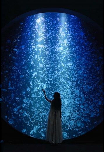 『海月』と名付けた人は、いったいどんな景色を見たのだろう。 #水族館 #海月 #加茂水族館 #山形 | 山形水族館