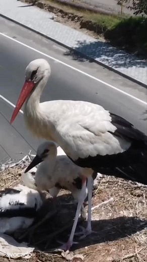 399K views · 18K reactions | Iveta Rasa on Reels | Facebook