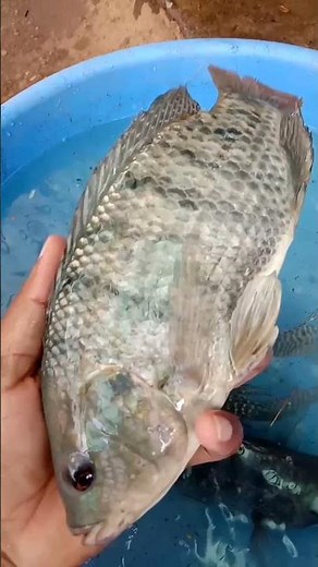 Machali dekho pyar ki gali | Machli jal ki rani hai | Village cook create