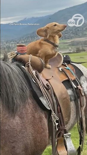 Adorable dachshund named California's newest Farm Dog of the Year