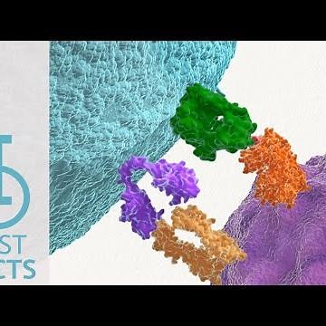 IOU YouTube: How does CTLA-4 prevent T- cell activation?