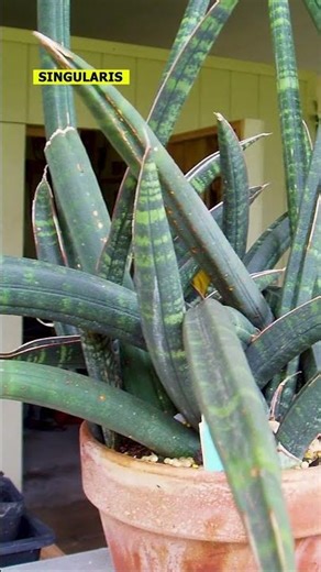 13 Rare Snake Plants You’ve Probably Never Seen Before