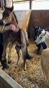 19M views · 300K reactions | All My Baby Pegasus⁉️濾 #fblifestyle #reel #reels #fbpro #pegasus #unicorn #white #wing #cute #beauty #wonderful #aivideo #baby #viral #fyp #wildlife #everyone #post #new #fake | Dio David | Facebook