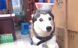 ''真TM绝了，再看一遍'' «181»