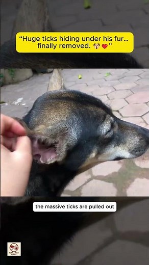“Extreme Dog Tick Removal | Huge Swollen Ticks Found Under Fur & Inside Ears”