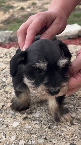 Video Cameo: Puppy #2- Phantom Black and Silver Female (Miniature) | San Antonio Schnauzers