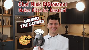 Go behind the scenes of an unforgettable collaboration with Chef Nick DiGiovanni and Einstein the talking parrot! When Einstein says “Pizza Pie!”, Nick takes the cue and whips up a gourmet, parrot-sized pizza using Einstein-approved ingredients—corn, sweet potato, fresh basil, and a duo of cheeses. While Nick cooks, Einstein keeps the laughs coming with chatter like “Wanna cookin’,” “Where’s the money?” and “Gotta clean!” Watch as Einstein taste-tests, interrupts the chef, and hilariously tries 