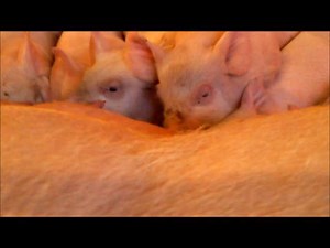 piglets