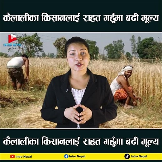 कैलालीका किसानलाई राहत: गहुँमा बढी मूल्य #IntroNepal