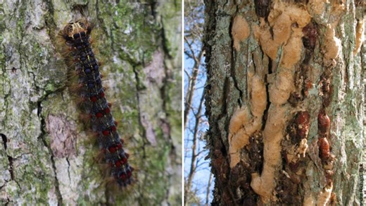 Very hungry caterpillars are eyeing Missouri as their next target