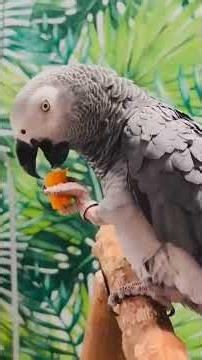 facts about 7 different parrots #parrotfacts #talkingparot #parrot #macaw #funny #shorts #birds