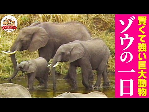 【賢くて強い】野生のゾウの1日に密着！200kg以上の草を食べ、ライオンを追い払い、井戸を掘る！大人のマネをする可愛い子ゾウの姿も【どうぶつ奇想天外／WAKUWAKU】