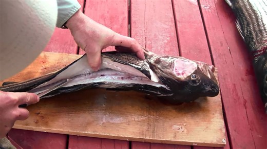 How to fillet a cod - Catching sea bass and cod then cod cleaning
