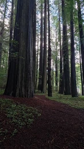 Nikki (@nikkitok707)’s videos with original sound - mega