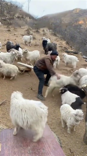 Why Sheep Suddenly Attack: The Hidden Reasons