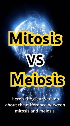 Difference Between Mitosis & Meiosis | Cell Division Explained
