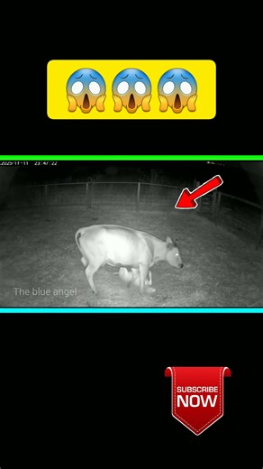 Wolves v/s Cow😱#shorts #ytshorts #wolves