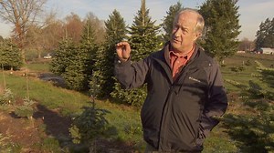 Oregon Christmas trees cost more than they used to. Here's why.