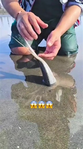 Explore the Fun of BalliBotMojis