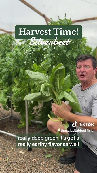 Harvest Time! Grow Your Own Silverbeet for Healthy Dishes