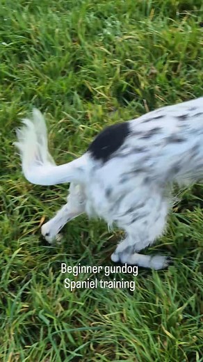 Well done Frankie! Super beginner gundog spaniel lesson #spanieltraininginkent #beginnergundog #beginnersgundogskills #spanieltraining #huntingspringerspaniel #huntingspaniel | Family Dog Services