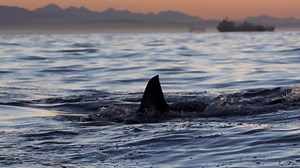 Shark Week: The Podcast - Shipwrecked & Surrounded by Sharks