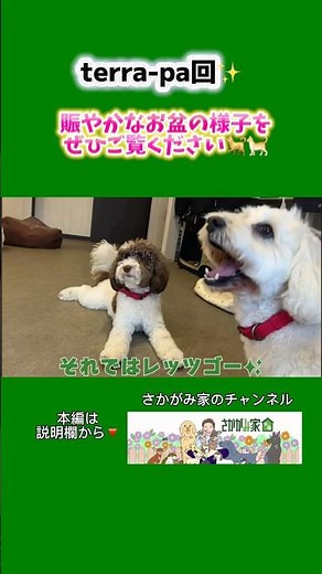 terra-paのお盆🍉 #さかがみ家 #老犬ホーム #老猫ホーム #老犬との暮らし #坂上忍