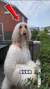 What Breed Is This Rare Dog? 😳🐕