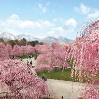 しだれ梅まつり｜鈴鹿の森庭園