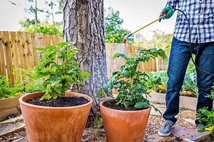 Evite las enfermedades causadas por hongos en su jardín - Fungicida Daconil® concentrado