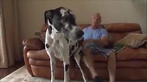 MEET THE WORLD'S TALLEST DOG: Say hello to Lizzy, a Great Dane from Alva, Florida, who currently stands as the Guinness World Records holder for tallest female dog at 38 inches. | FOX 5 Atlanta
