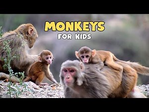 Monkeys | Educational Video for Kids