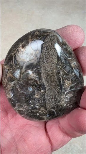 Fossils Under U.V. Light