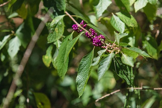American Beautyberry Bushes for Sale | Wildtree