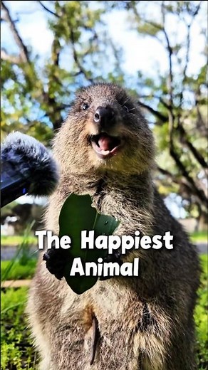 😊 Quokka Facts That Will Make You Smile! #shorts #quokka #usa