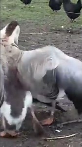Chinese Goose Fighting - The CRAZIEST Animal Battles You've NEVER Seen
