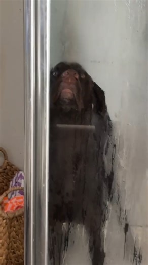 GSP Planet | German Shorthaired Pointer on Instagram: "All fun and games… until bath time starts 😭🚿 Video by: @murphys.world__ #dogsofinstagram #gsp #germanshorthairedpointer #funnydog #reels"