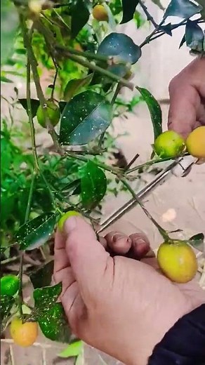 # fresh# lemon# harvesting# beautifully# from# tree# farming# agro# satisfying# agriculture# short