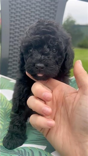 Female F1B Mini Aussiedoodle | DOB 12/02/26 | MChip 956000019542811 | Br100575 #puppiesdownunder